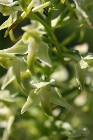 97-plantanthera algeriensis